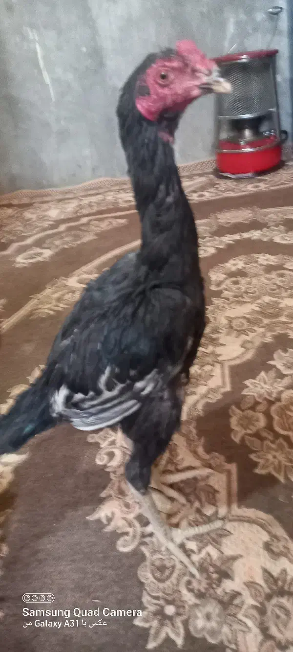 مرغ و خروس سالم فروشی|حیوانات مزرعه|سراوان, |دیوار