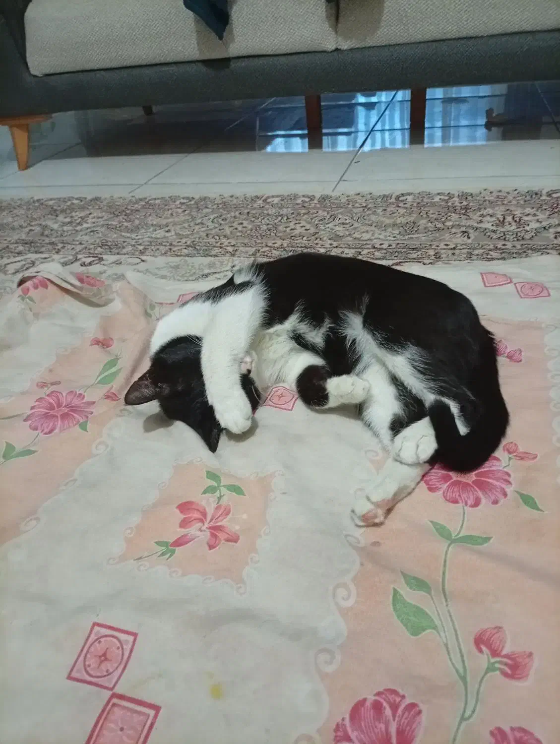 واگذاری گربه|گربه|محمدشهر, ولدآباد|دیوار