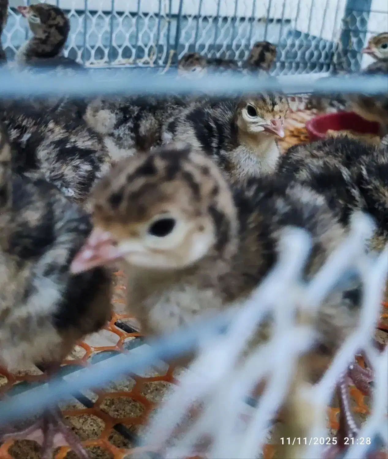 جوجه بوقلمون|حیوانات مزرعه|ری, تقی آباد|دیوار