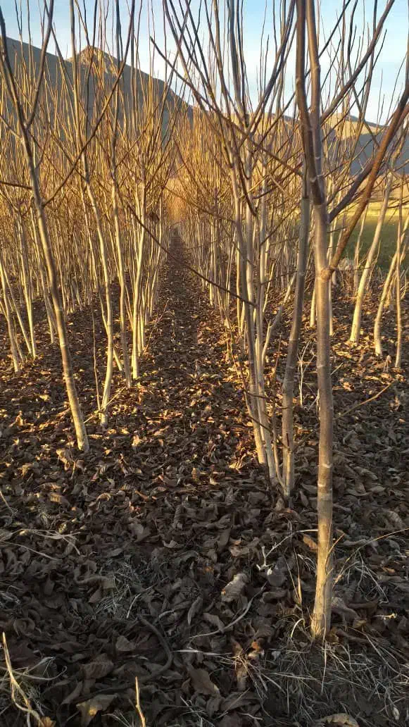 نهالستان معتبر ما انتخاب اول باغداران حرفه ای|خدمات باغبانی و درختکاری|کرمانشاه, |دیوار
