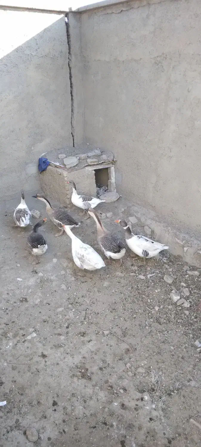 فروش قوغاز خاکستری اکراینی|حیوانات مزرعه|همدان, |دیوار