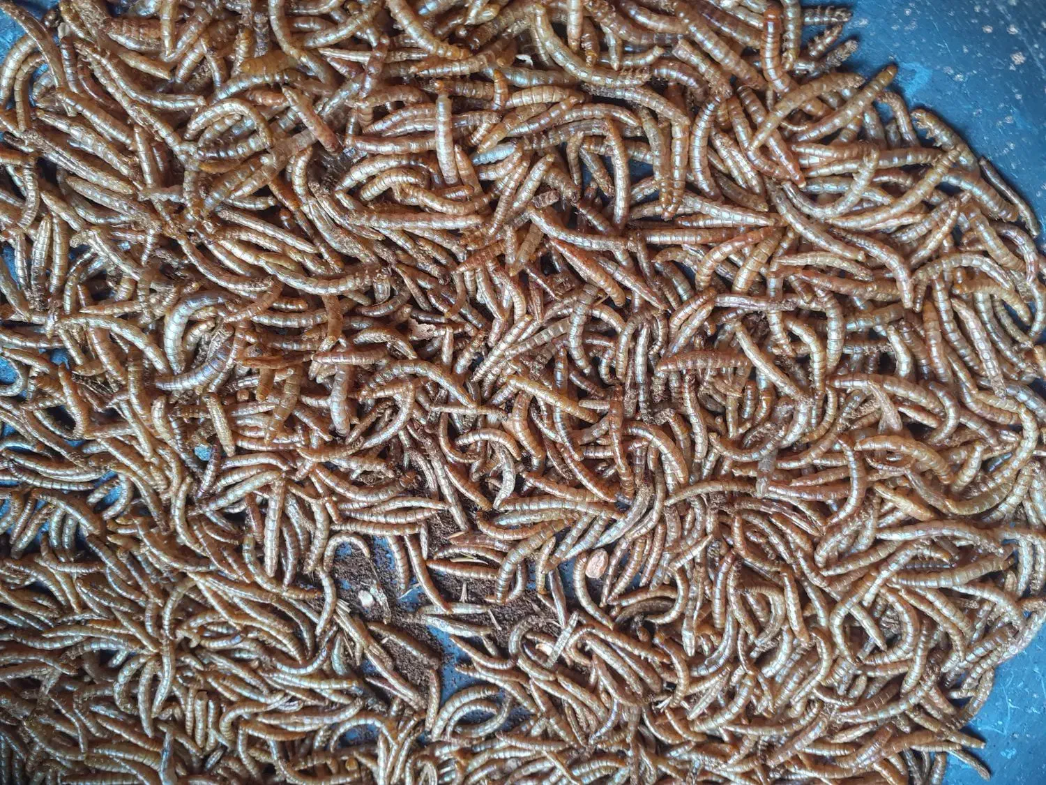 کرم میلورم زنده|خزنده|همدان, |دیوار