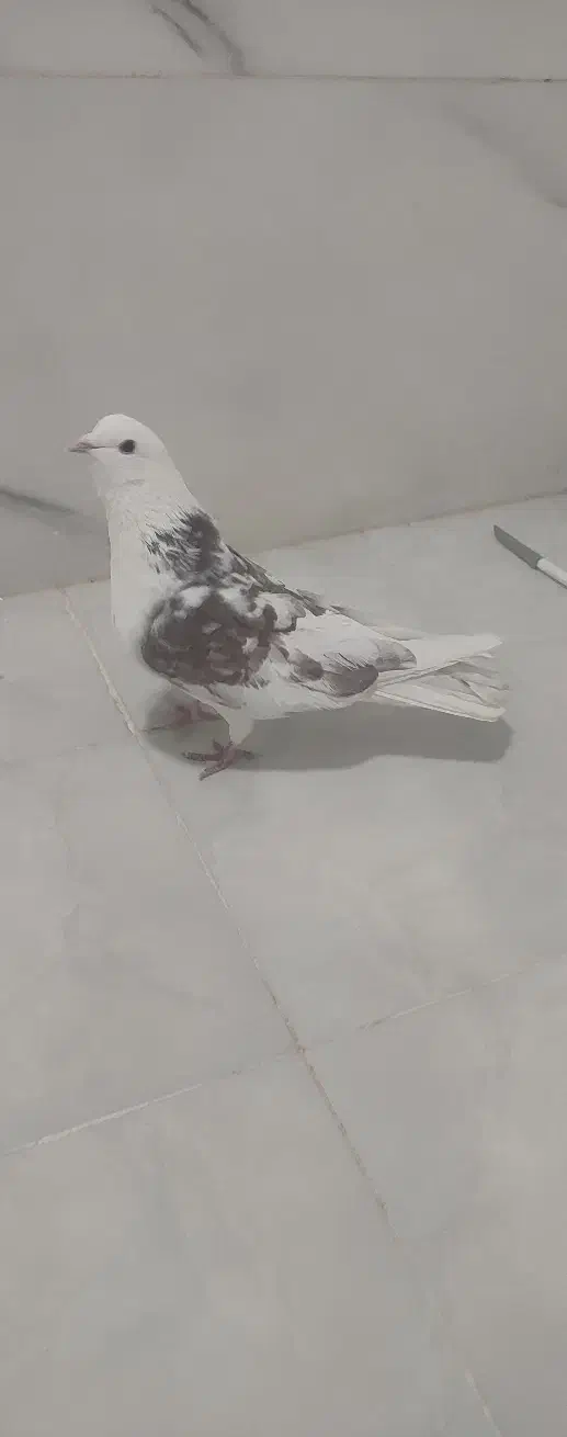 کبوتر|پرنده|مشگین شهر, |دیوار