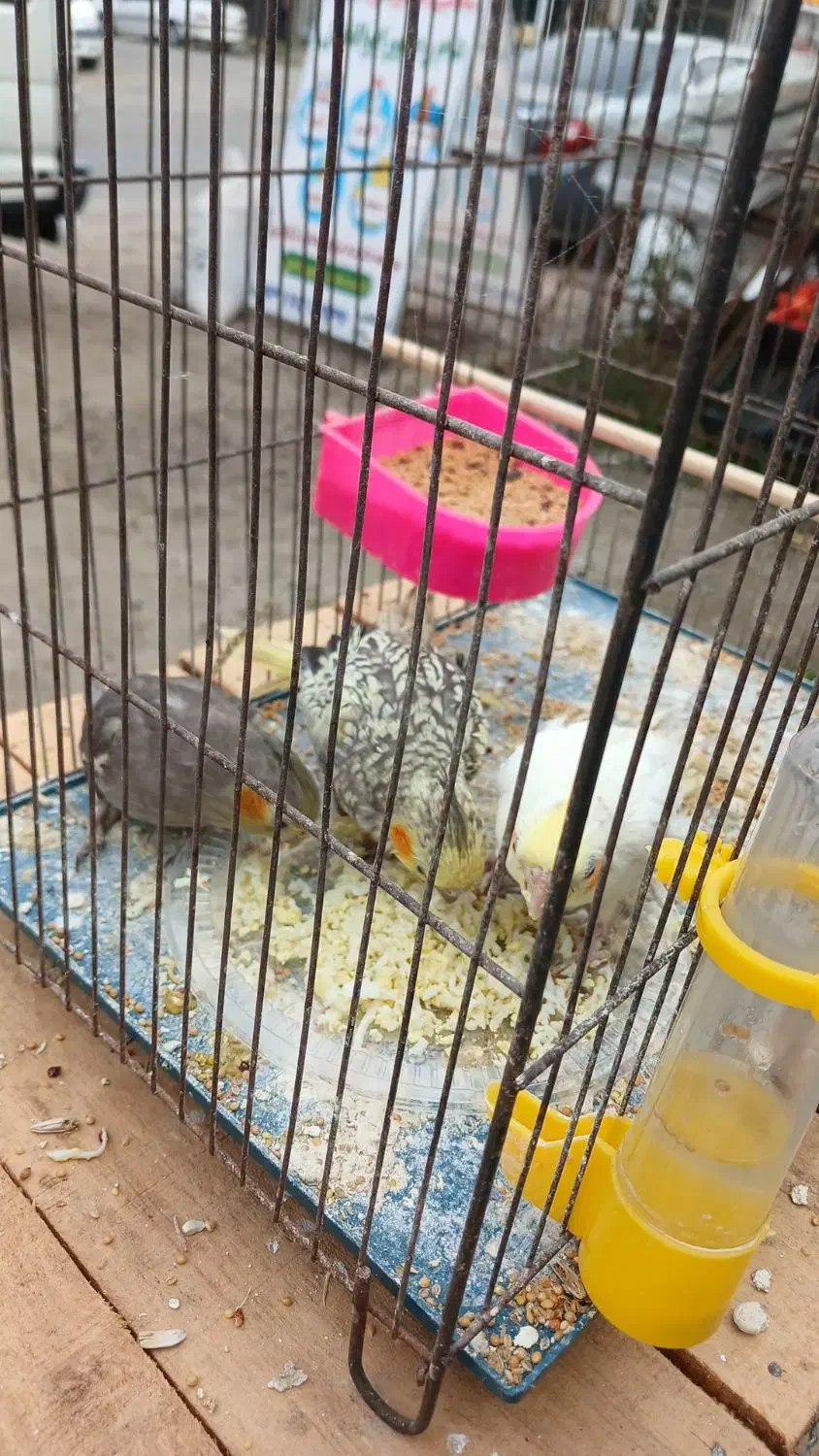 عروس هلندی مختلف|پرنده|فومن, |دیوار