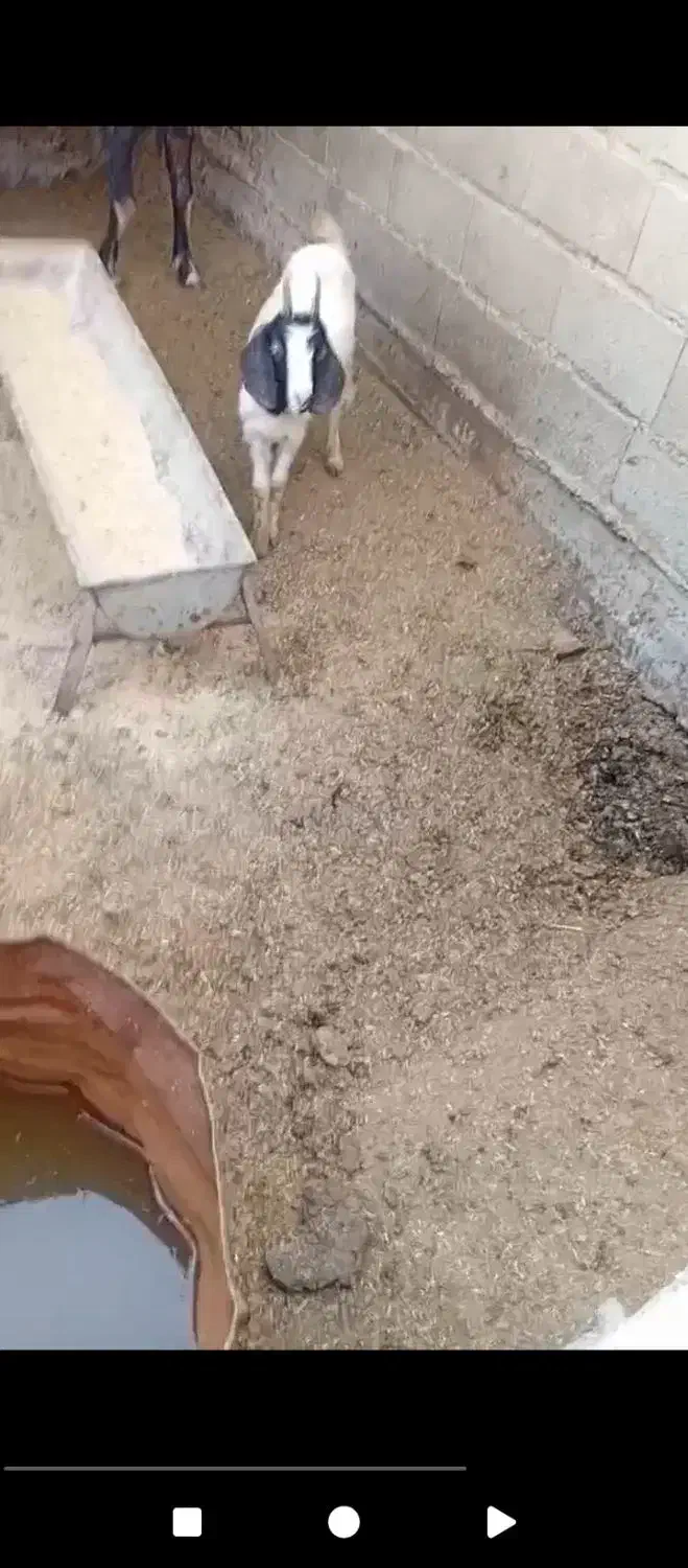 فروش بزغاله نر|حیوانات مزرعه|گمیشان, |دیوار