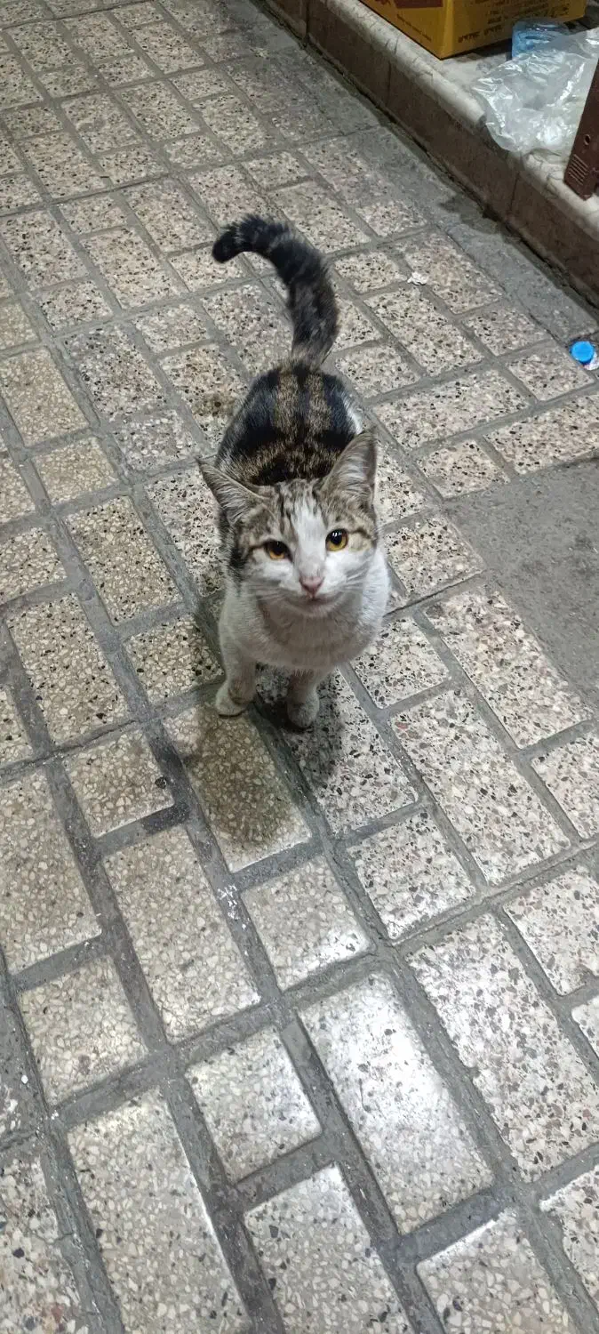 گربه پیدا شده|حیوانات|مشهد, ایثار|دیوار