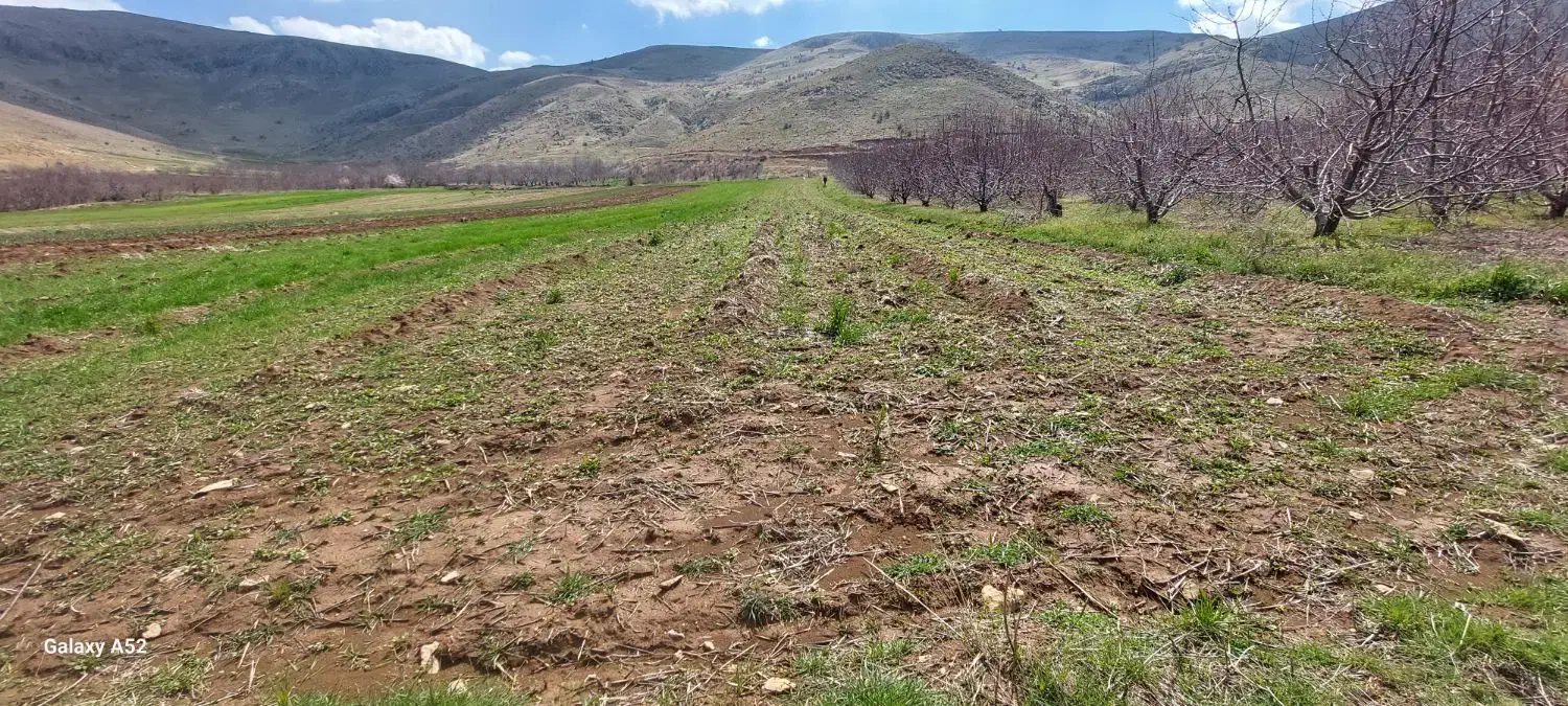 اجاره ۴ قطعه زمین کشاورزی  مجموعاً ۳۵۰۰ متر|اجارهٔ دفتر صنعتی، کشاورزی، تجاری|دینور, |دیوار