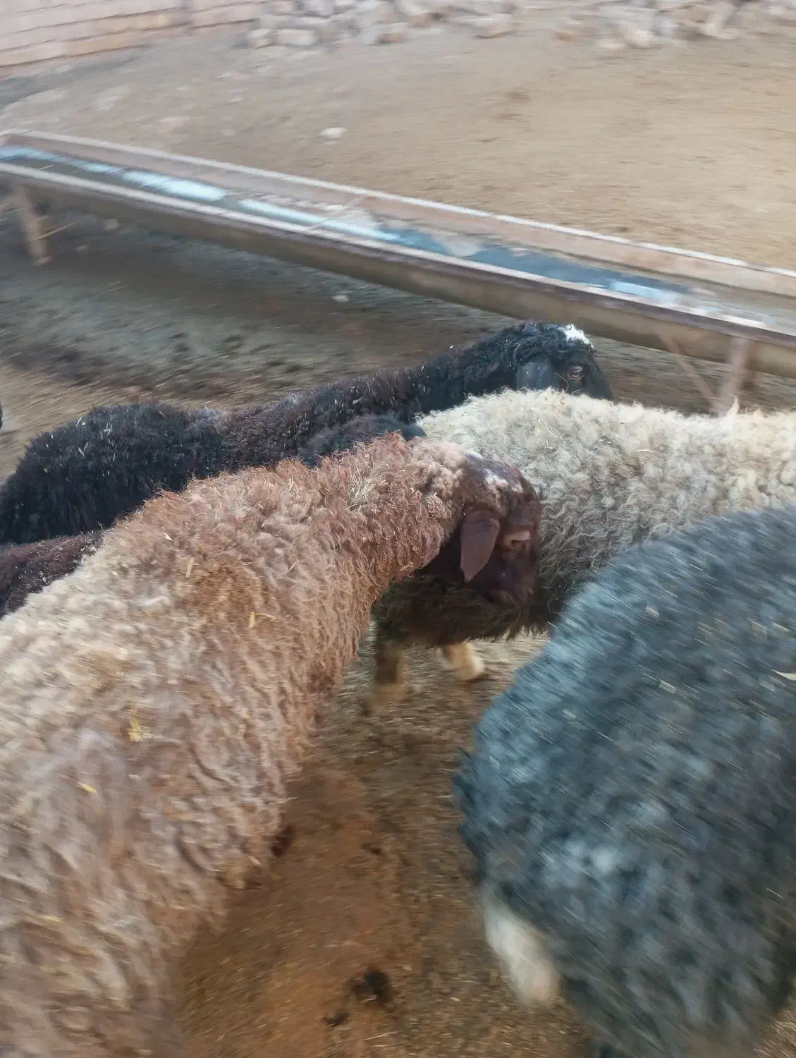 بره فروشی|حیوانات مزرعه|فرمهین, |دیوار