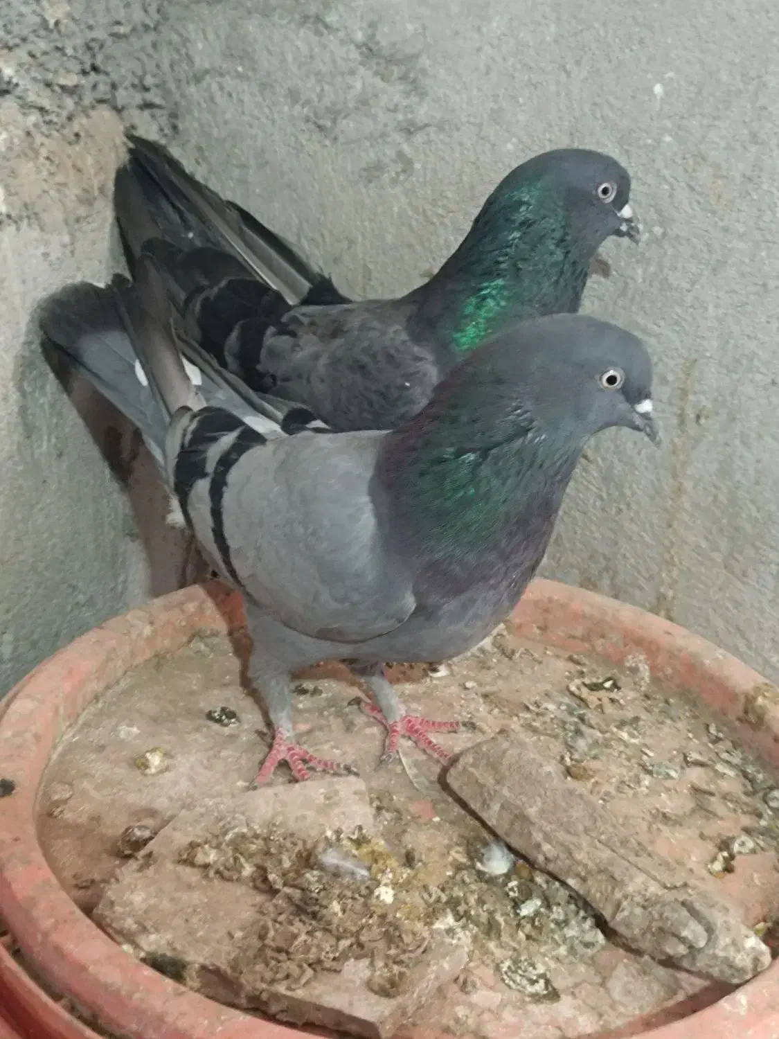 ۲کبوتر سبز|پرنده|چرداول, |دیوار