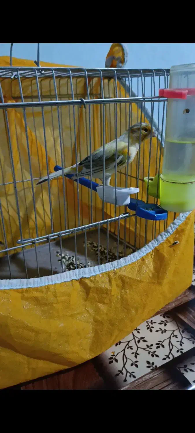 فروش فوری تعدادی قناری|پرنده|پاسارگاد, |دیوار