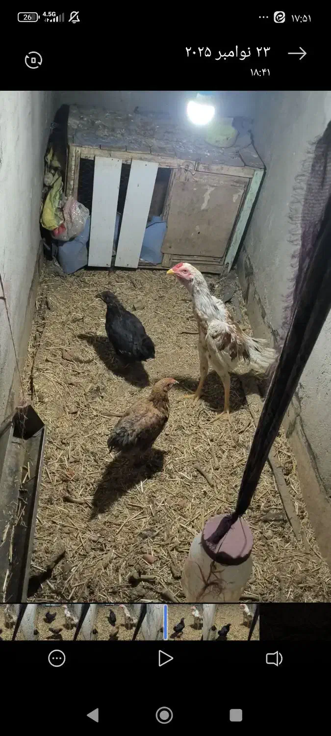 خروس جوجه|حیوانات مزرعه|قم, نوقطار|دیوار