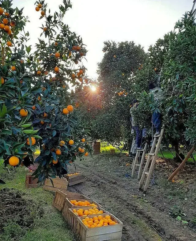 نیروی کار برای میوه چینی هستیم|خدمات باغبانی و درختکاری|کتالم و سادات شهر, |دیوار