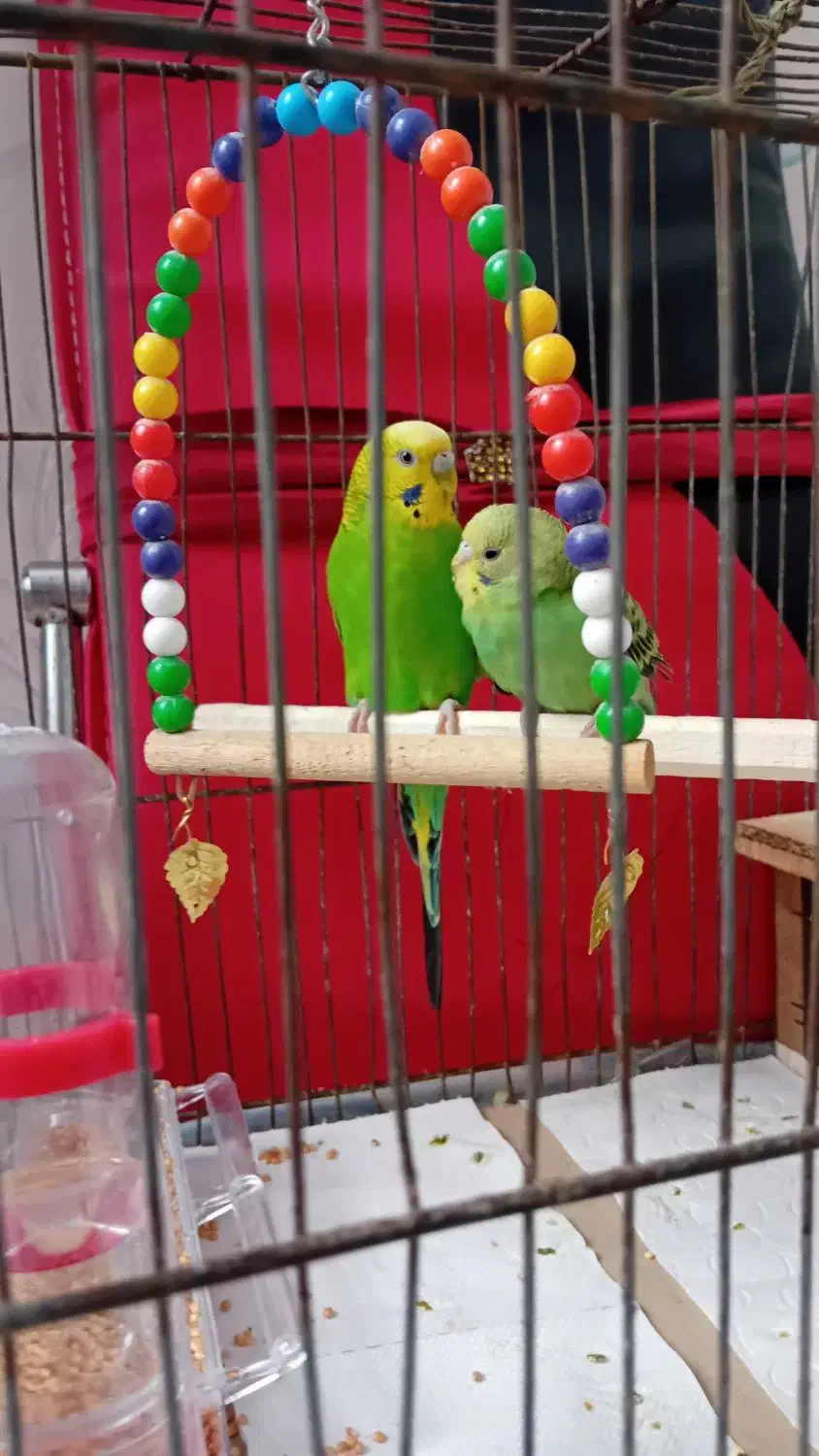 مرغ عشق|پرنده|تبریز, |دیوار