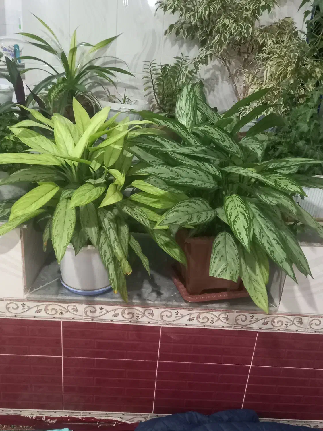 گل طبیعی|گل و گیاه طبیعی|اهر, |دیوار