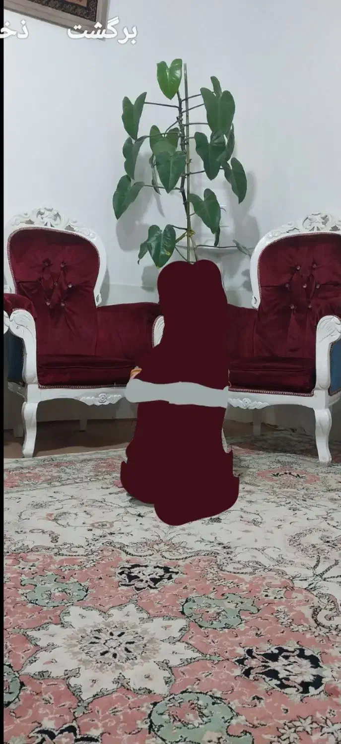 مبل سلطنتی|مبلمان خانگی و میز عسلی|خواف, |دیوار