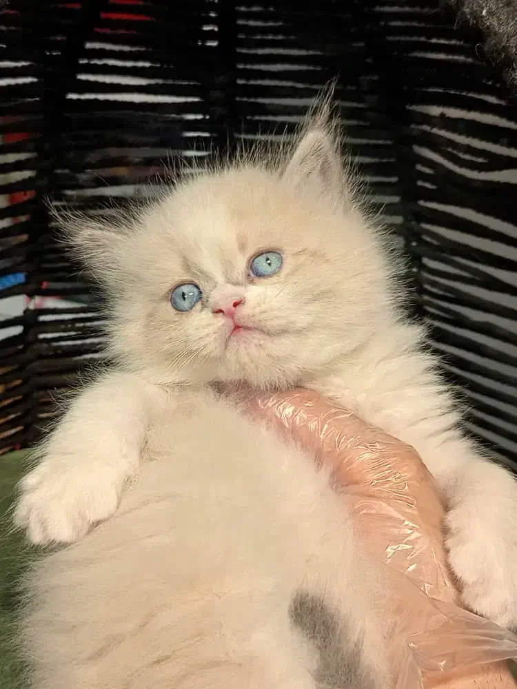 فروشگاه گربه های اصیل (پرشین بریتیش اسکاتیش)|گربه|شیراز, دروازه اصفهان|دیوار