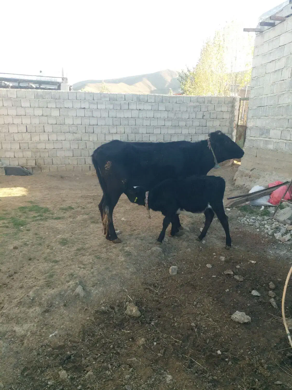 یک راس گاو بچه دار وآبستن|حیوانات مزرعه|ارشق, |دیوار