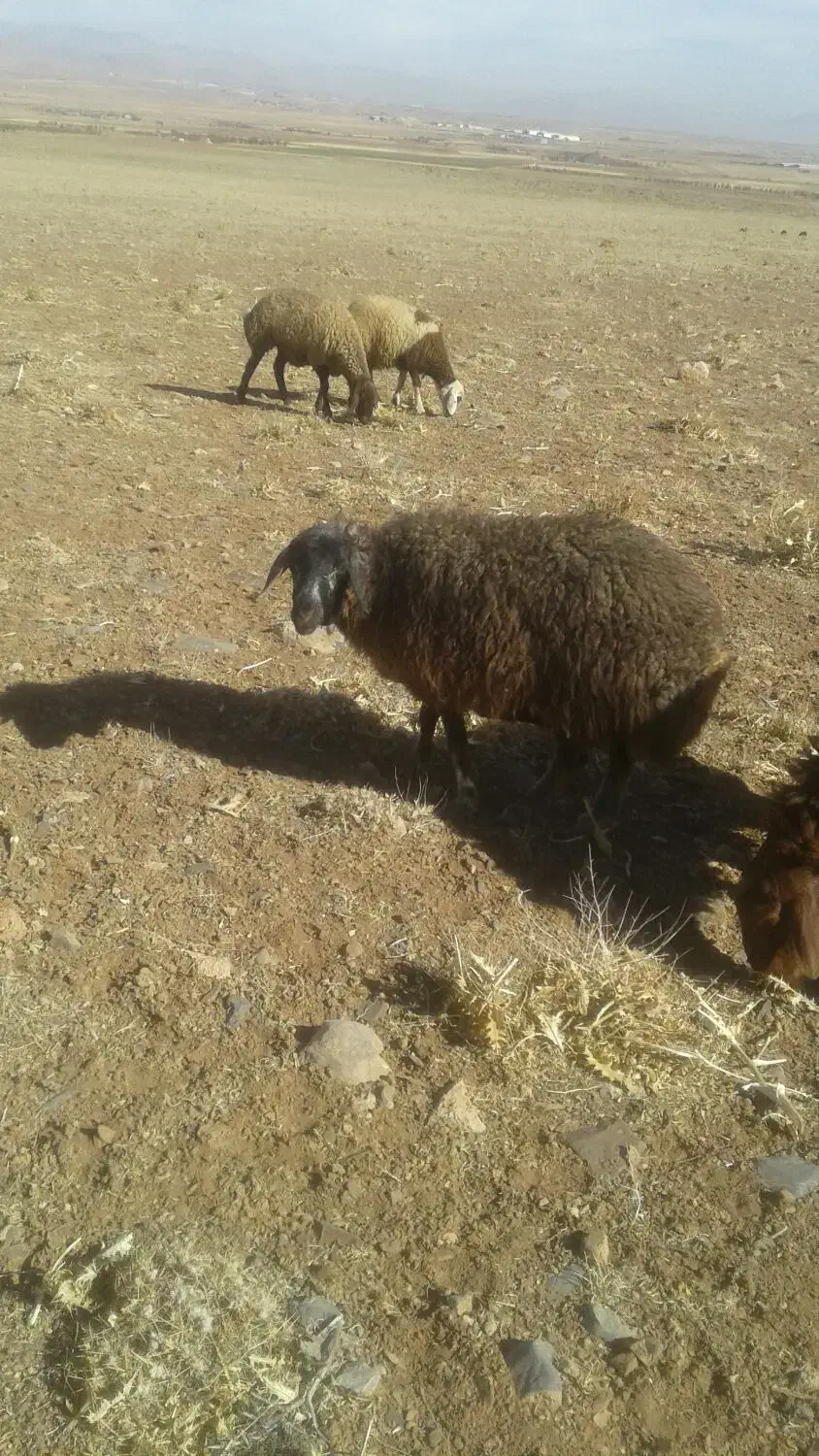 یک عدد شیشک مهر|حیوانات مزرعه|خمین, |دیوار