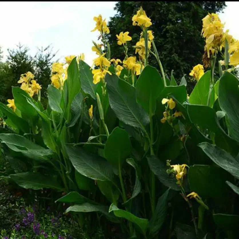 نخل مرداب و گل اختر زرد (گل یسر) کوچصفهان|گل و گیاه طبیعی|رشت, جانبازان|دیوار