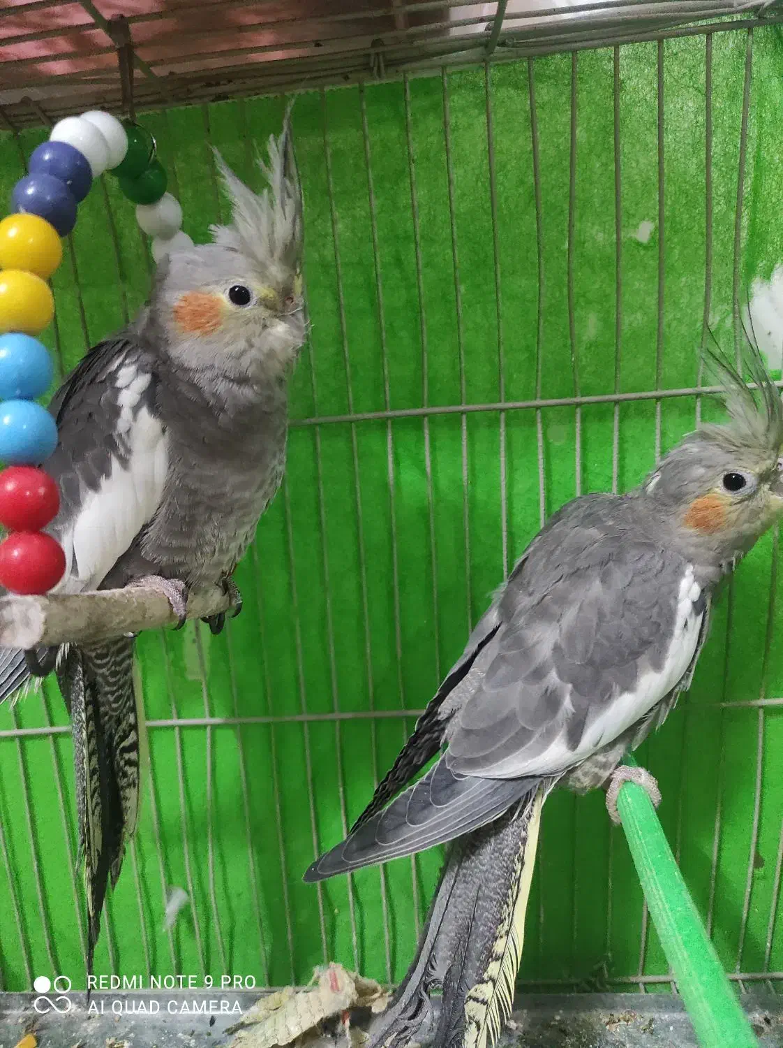 عروس هلندی|پرنده|چناران, |دیوار