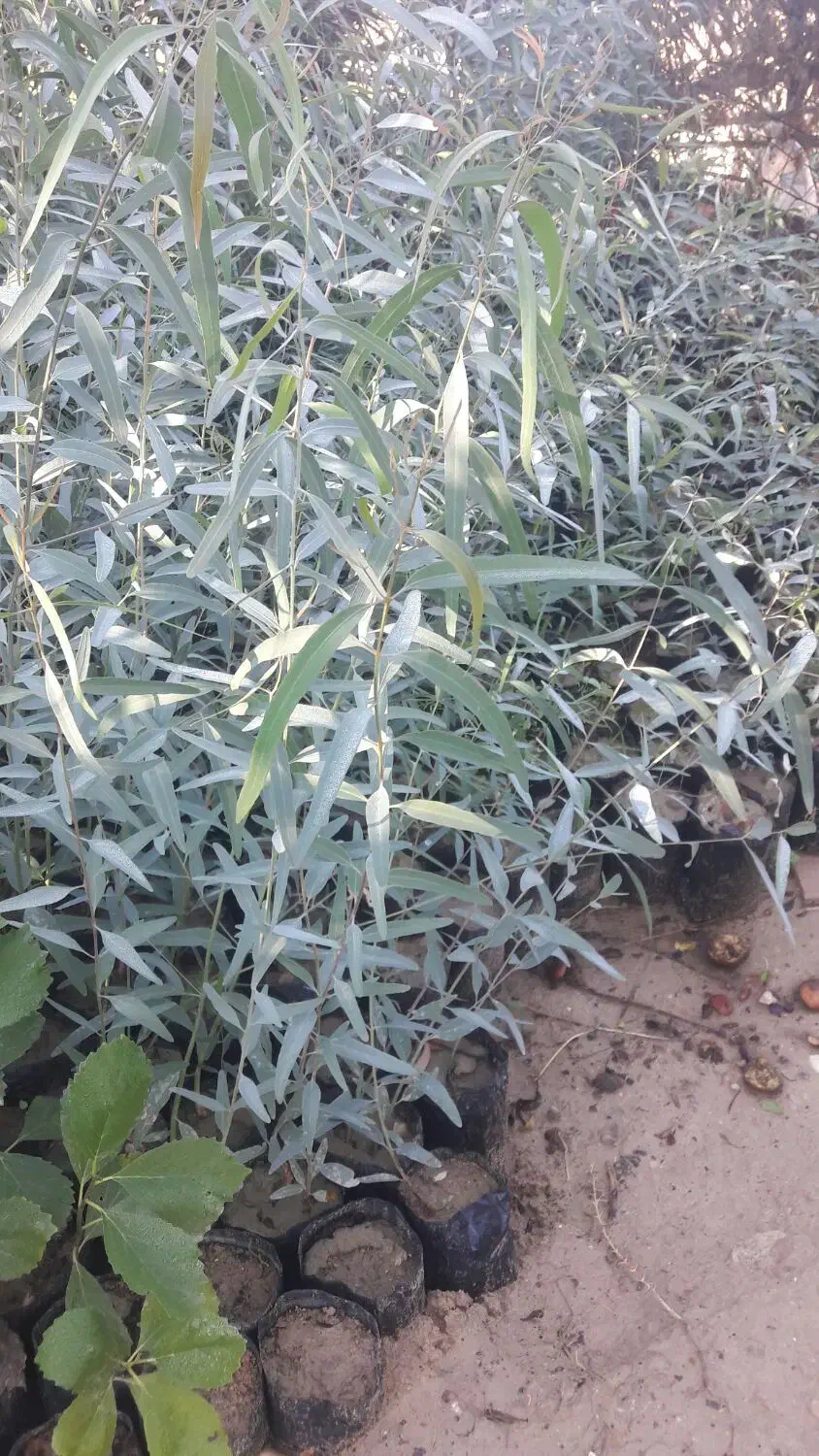 نهال آکالیپتوس و برهان گلی و سپستون و کنار|گل و گیاه طبیعی|مسجد سلیمان, |دیوار