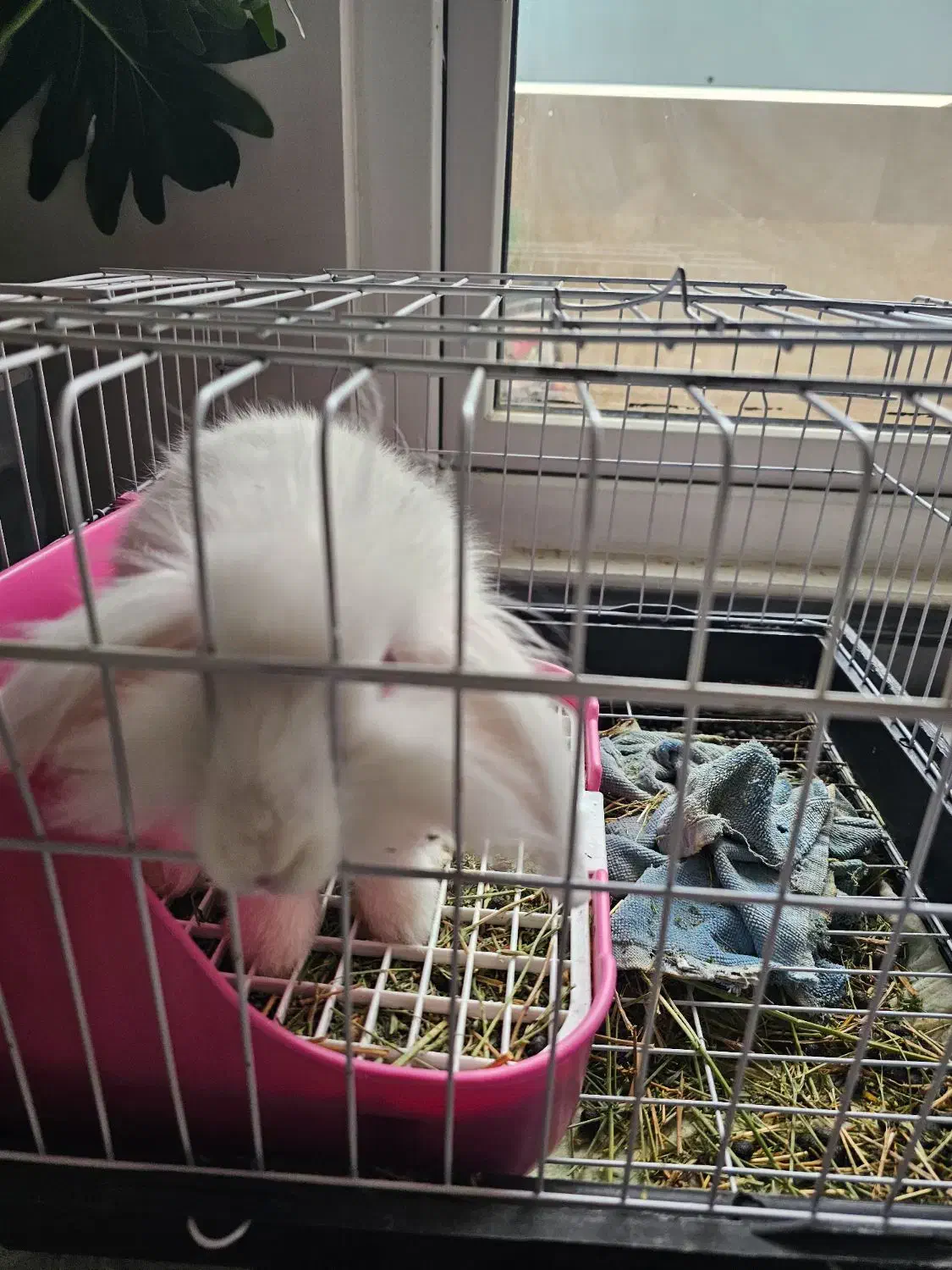 خرگوش لوپ|موش و خرگوش|کرج, فاز ۳ گوهردشت|دیوار