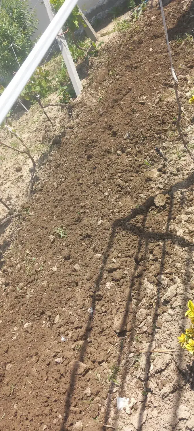 شخم زنی با کلتواتور ۱۰ اسب|خدمات باغبانی و درختکاری|ارومیه, |دیوار