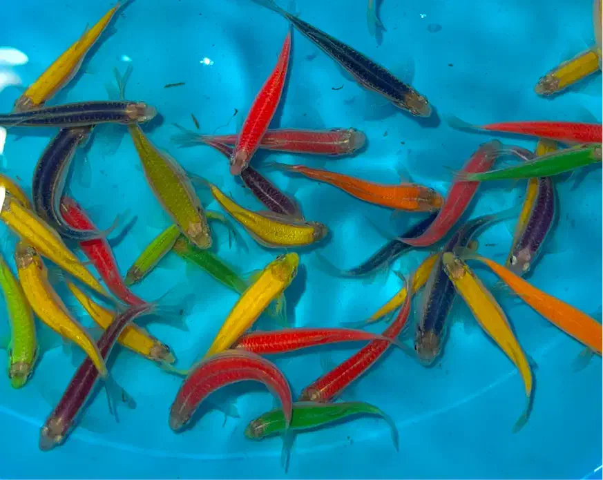 ماهی زبرا ترکیب رنگی درشت مولد|ماهی|مشهد, کلاهدوز|دیوار