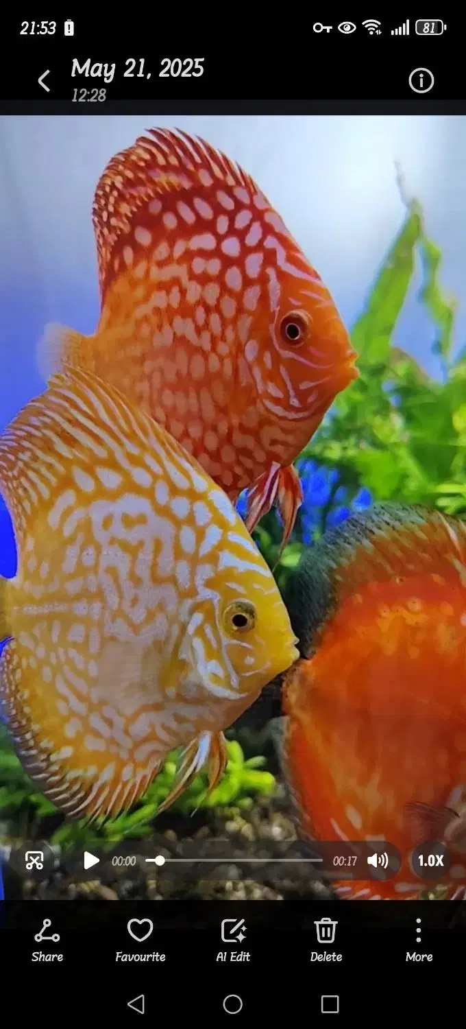 دیسکس|ماهی|تهران, حبیب الله|دیوار