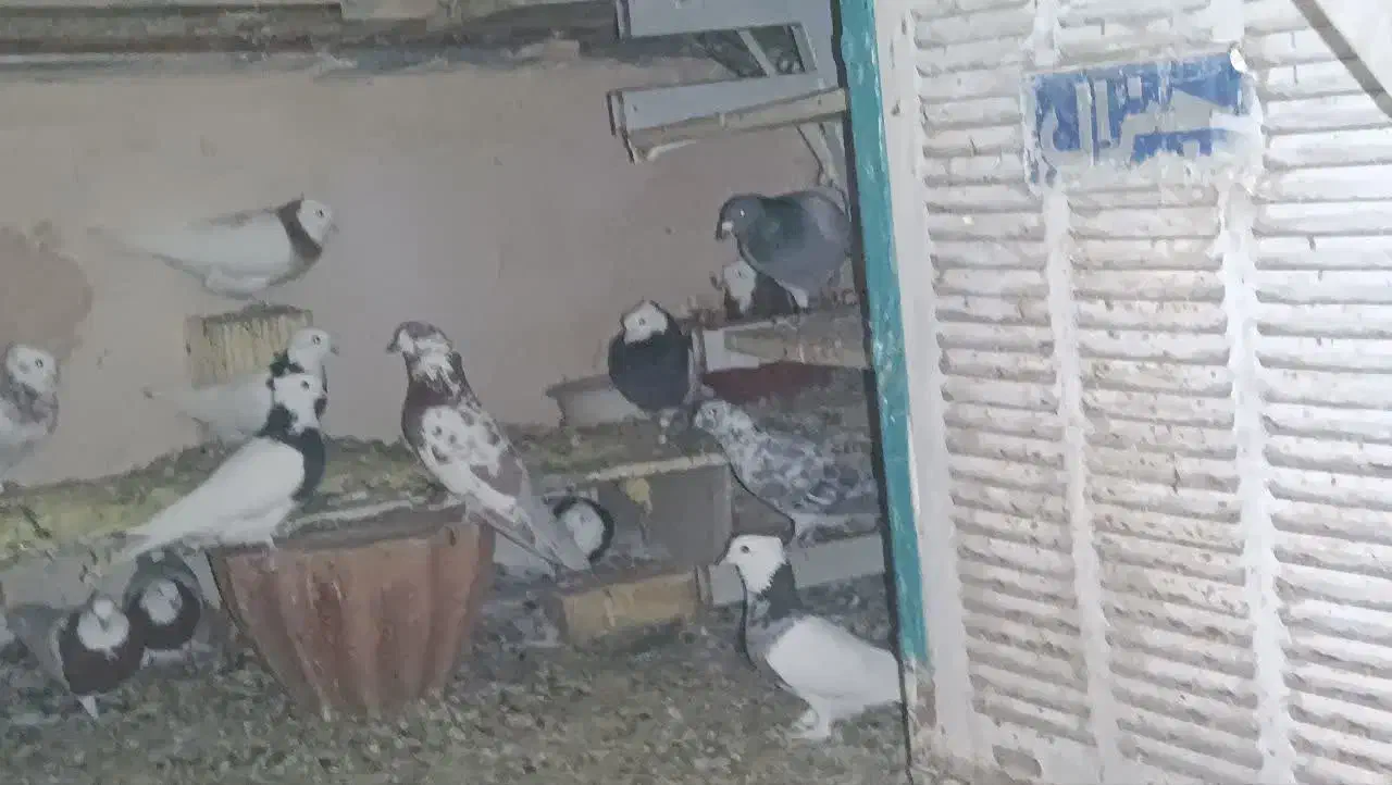 کبوتر طوقی|پرنده|یزد, |دیوار