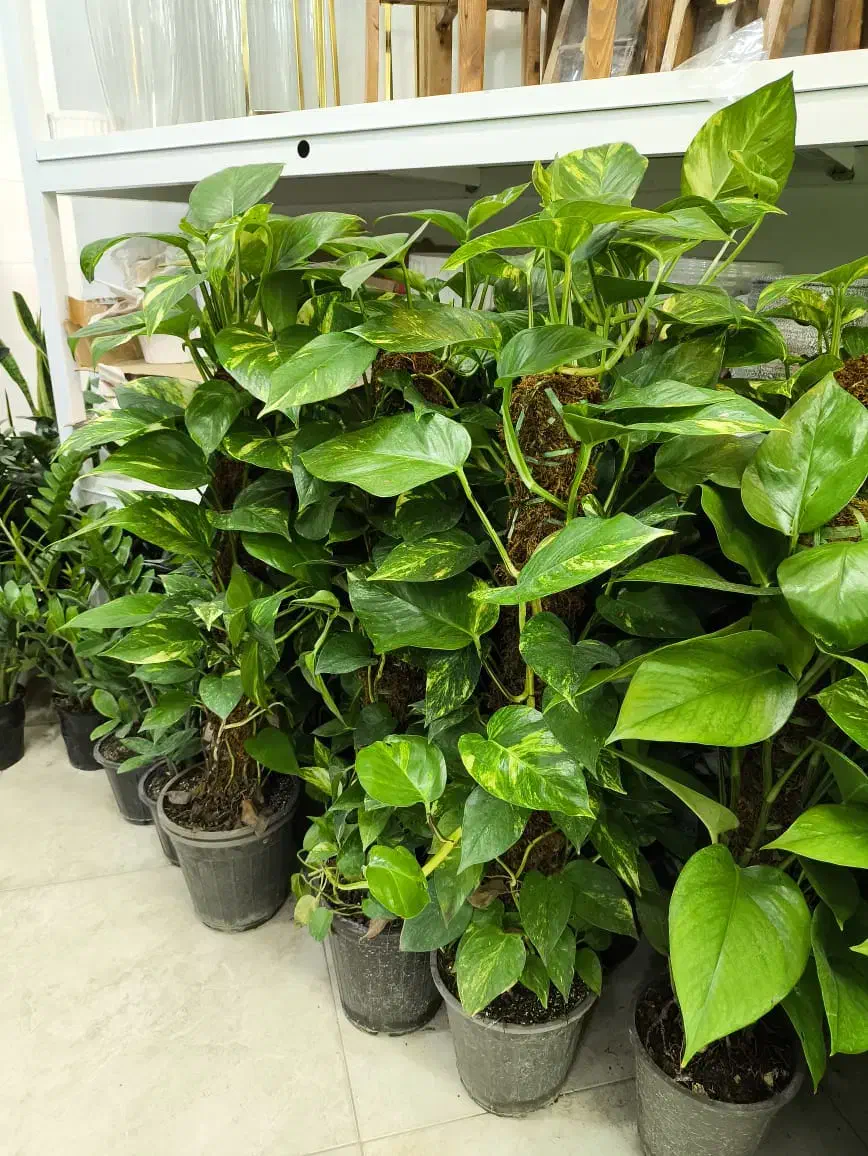 پتوس بار جدید|گل و گیاه طبیعی|بندرعباس, |دیوار