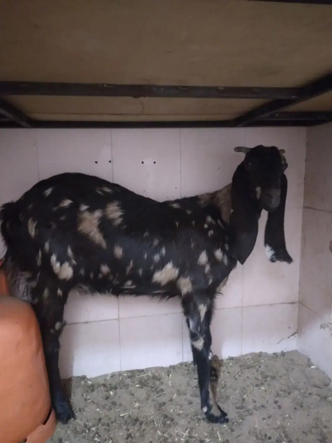 بز  پلنگی جوان وکره ماده ک۳۴۰|حیوانات مزرعه|رفسنجان, |دیوار