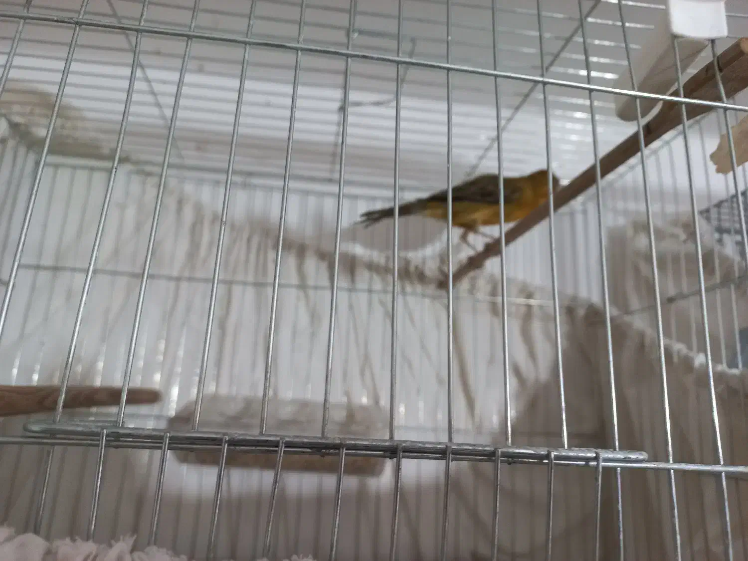 قناری نر و ماده اماده اماده|پرنده|شاهرود, |دیوار