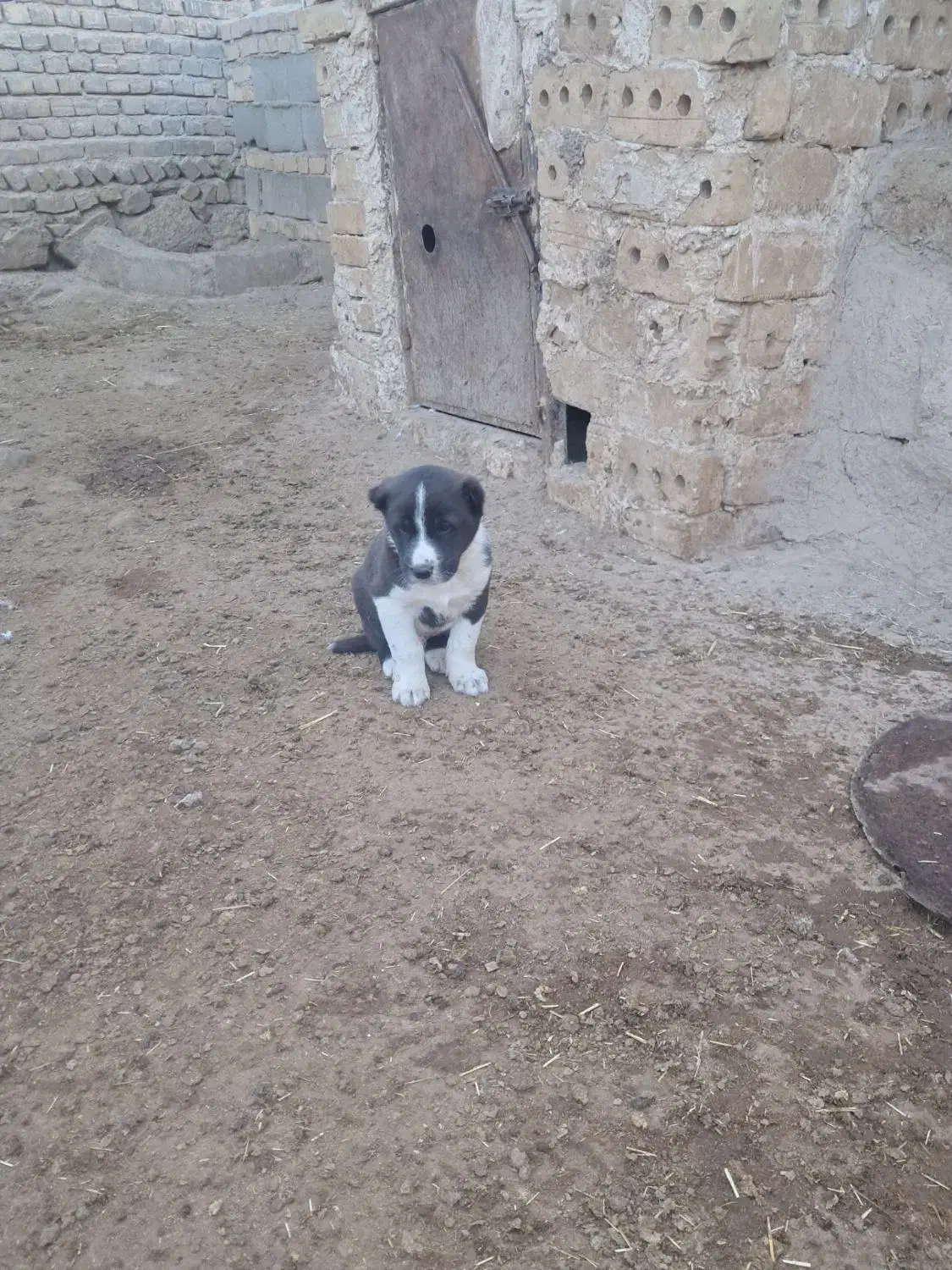 طوله سگ خراسانی اصیل|سگ|قوچان, |دیوار