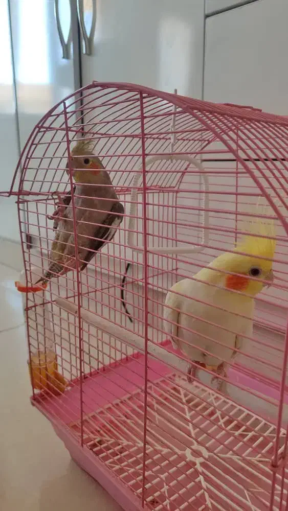 عروس هلندی|پرنده|باغستان, |دیوار