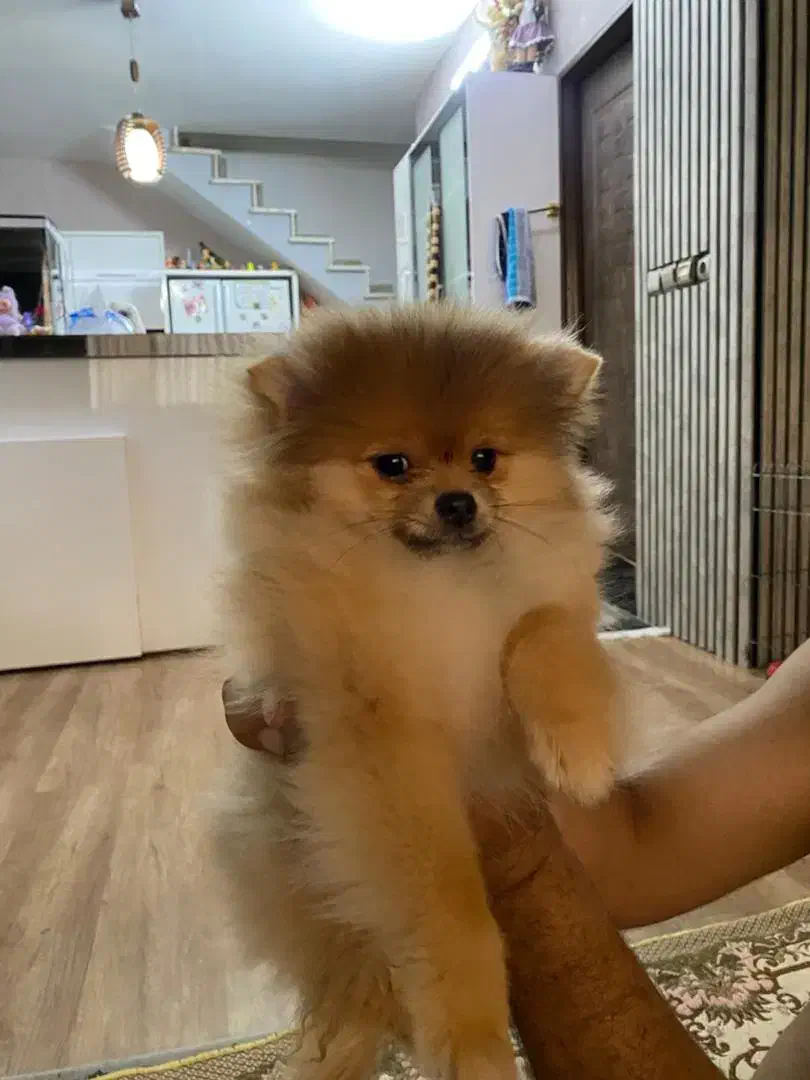 سگ پامرین خرسی|سگ|مشهد, قائم|دیوار