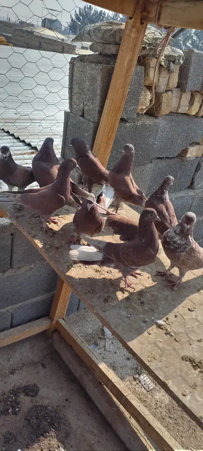 کبوتر سرخ ساعت سنگین|پرنده|برخوار, |دیوار