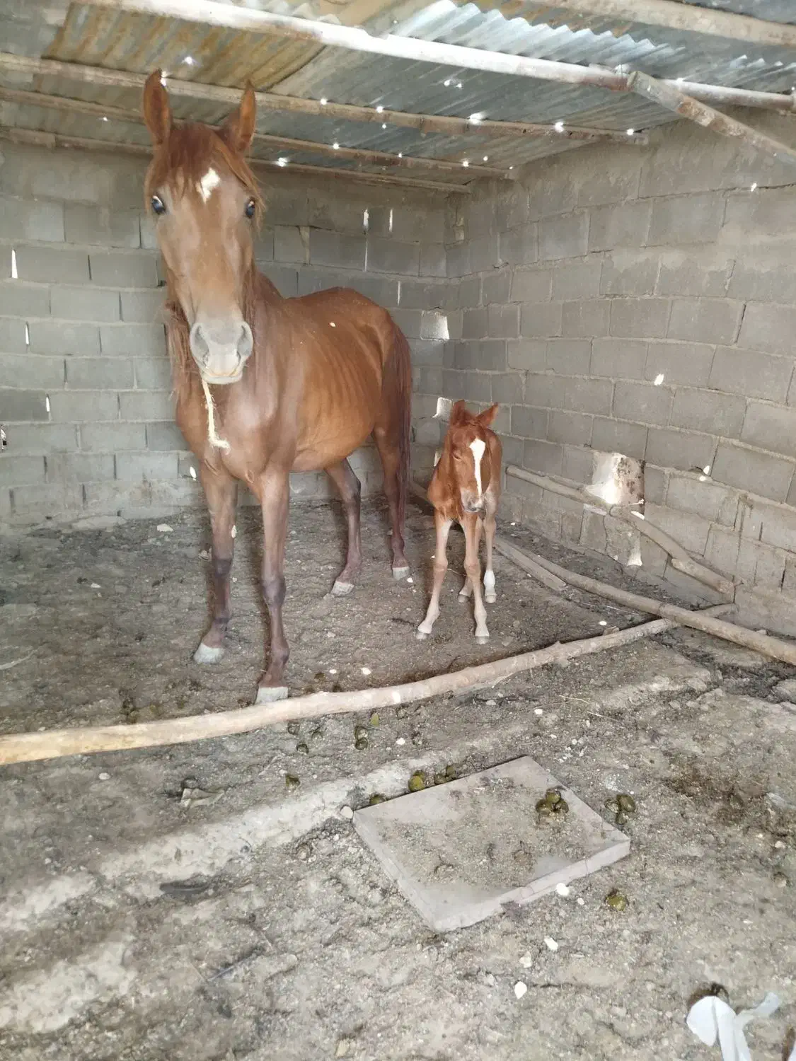 مادیان سه ساله|اسب و تجهیزات اسبسواری|سمنان, |دیوار