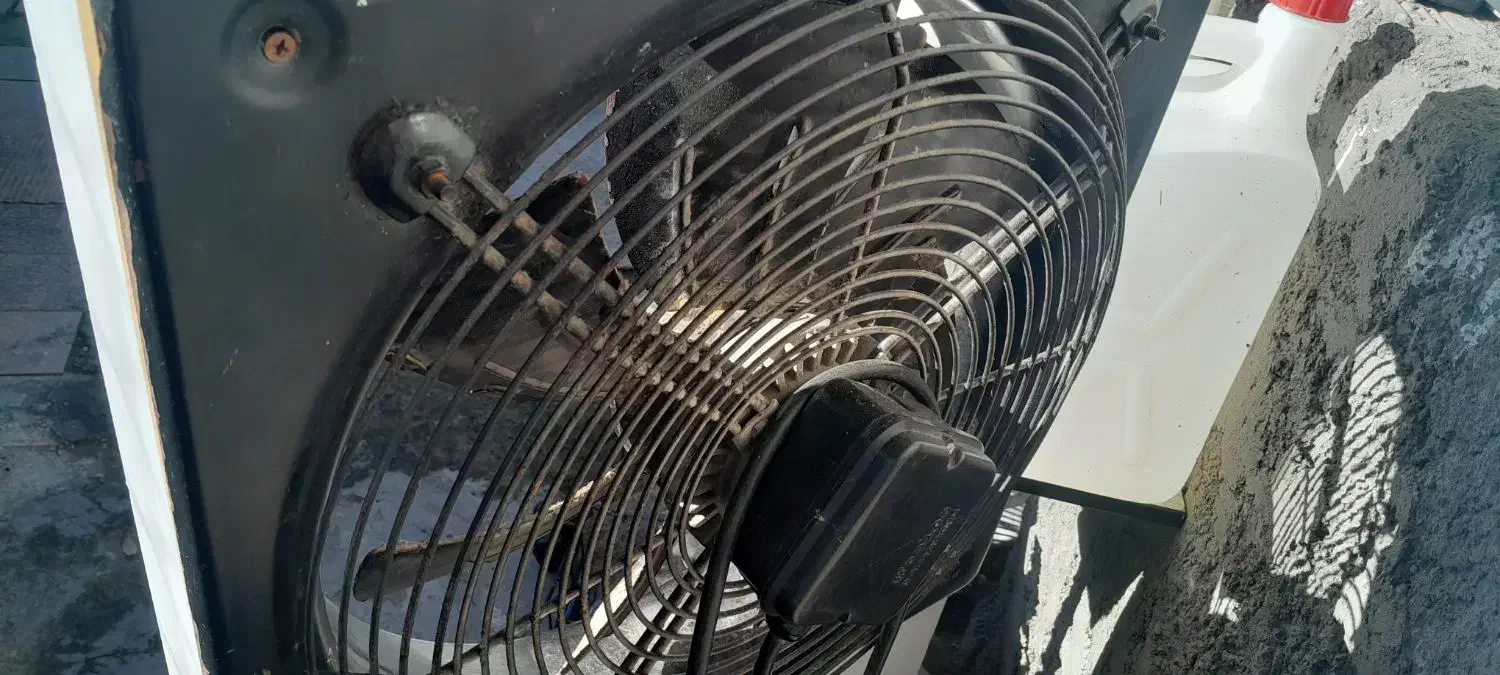 دو عدد عروس هلندی|پرنده|سلمان‌شهر, |دیوار