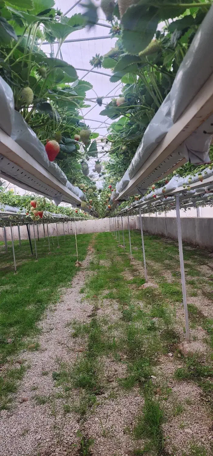 نگهبان گلخانه|استخدام سرایداری و نظافت|محمدیه-قزوین, |دیوار