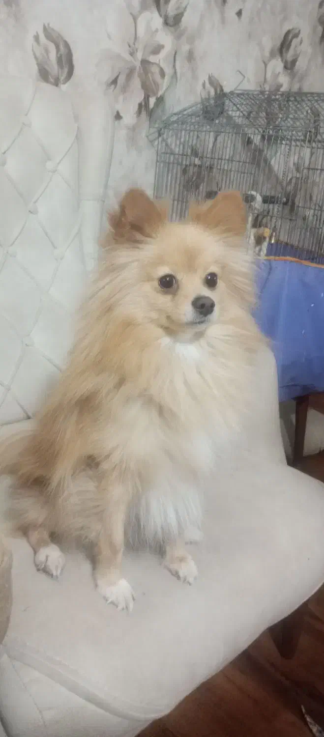 واگذاری پامر|سگ|کرمان, |دیوار