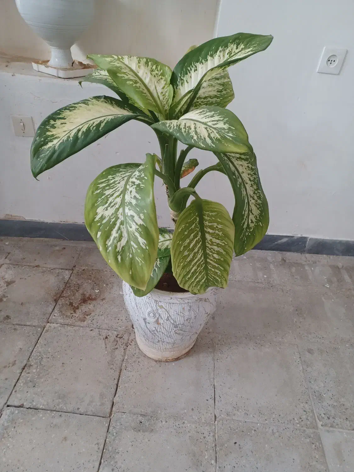 گل دیفن|گل و گیاه طبیعی|ایلام, |دیوار