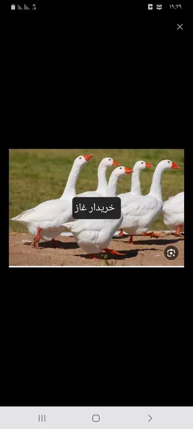 غاز|حیوانات مزرعه|شوشتر, |دیوار