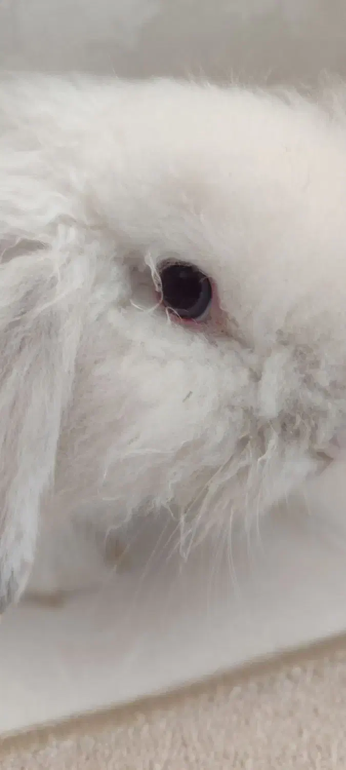 خرگوش لوپ ترکیش|موش و خرگوش|مرودشت, پشت سایپا‎|دیوار