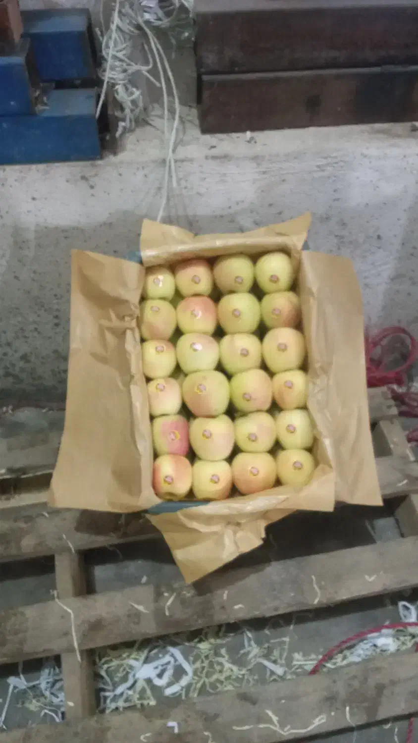 سیب دو ردیف|خوردنی و آشامیدنی|سیلوانه, |دیوار