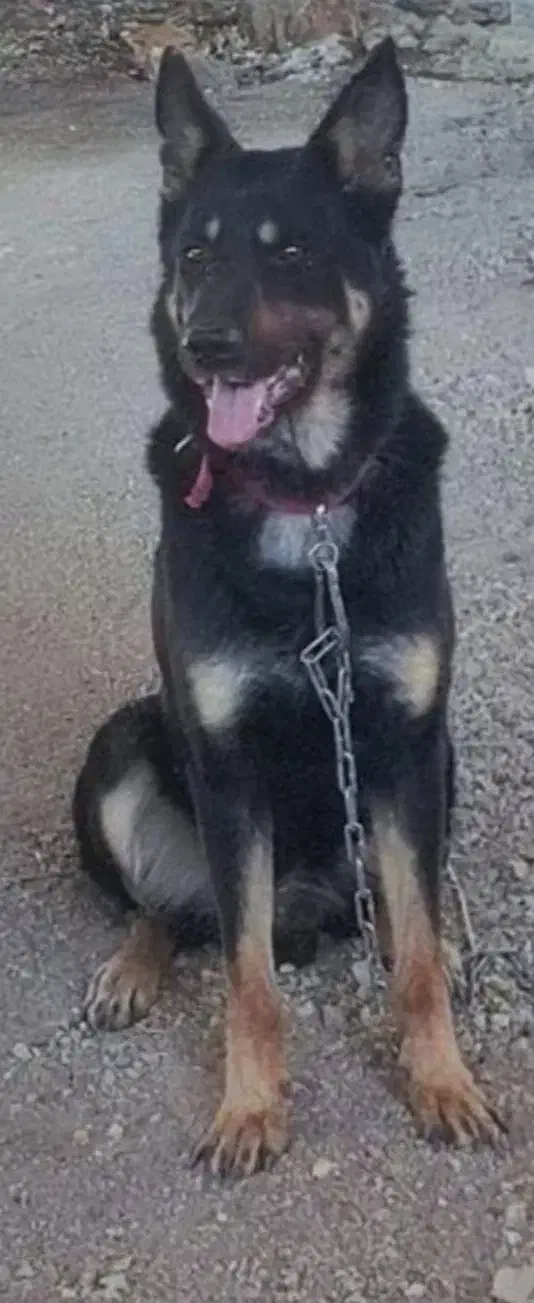 سگ گم شده|سگ|سرپل ذهاب, |دیوار