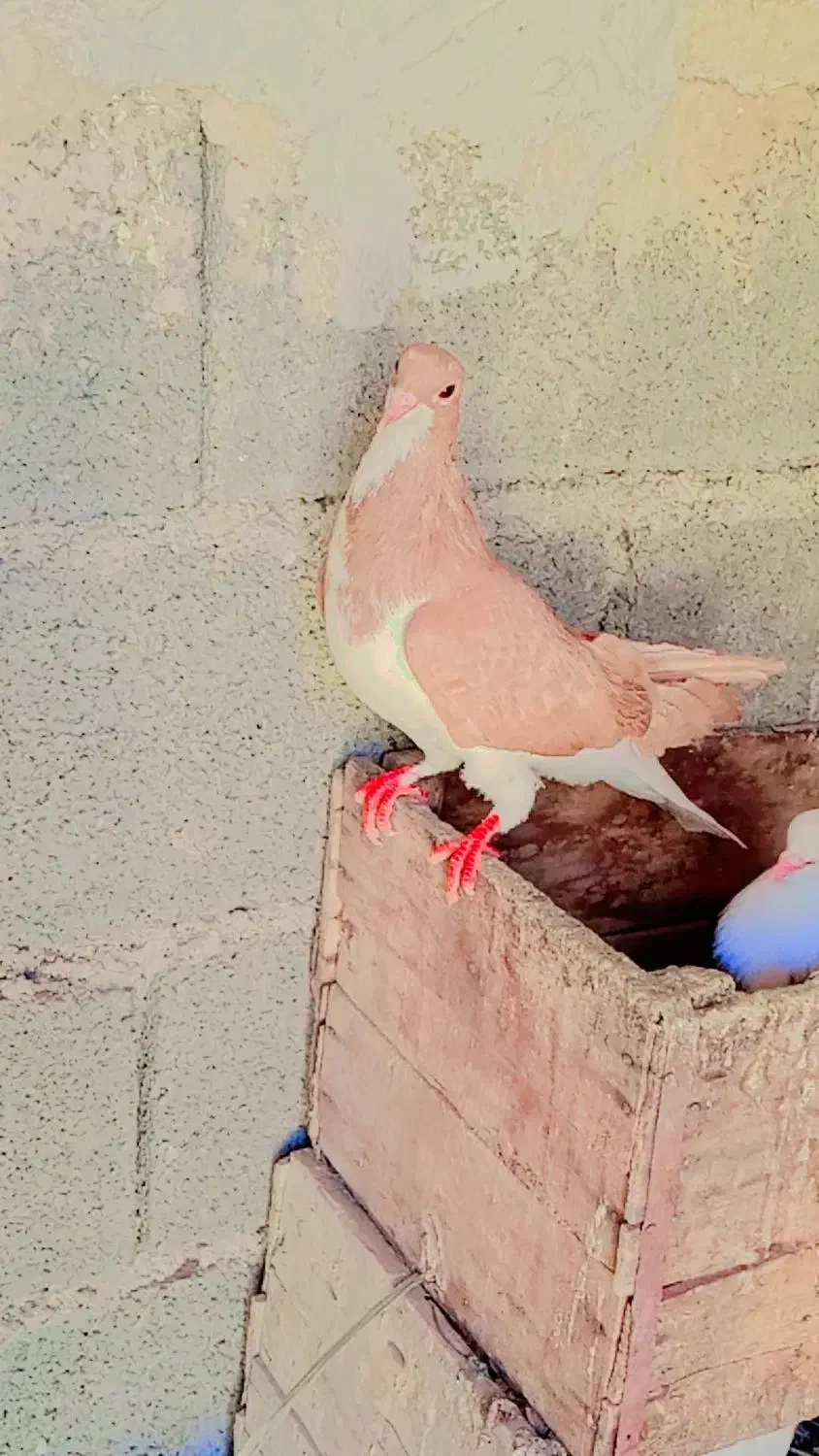 کبوتر شیرازی|پرنده|شادگان, |دیوار