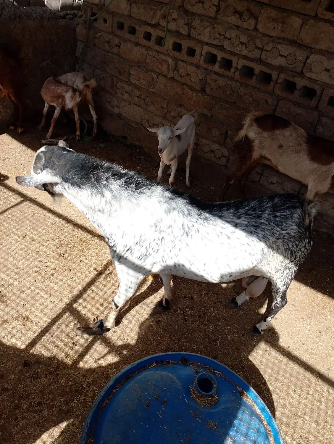 نری هم برای داشت و هم برای مال|حیوانات مزرعه|درگهان, |دیوار