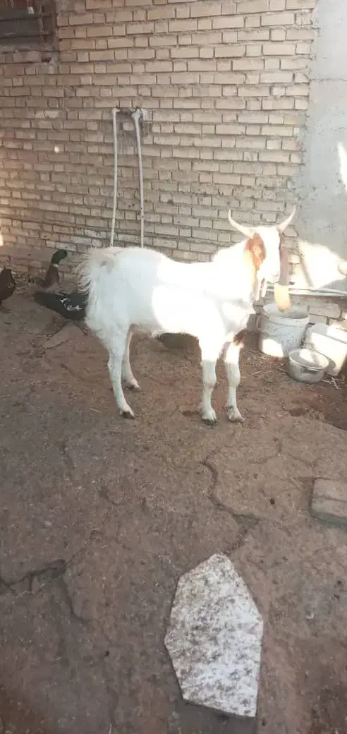 بز افغانی نر|حیوانات مزرعه|رامشیر, |دیوار