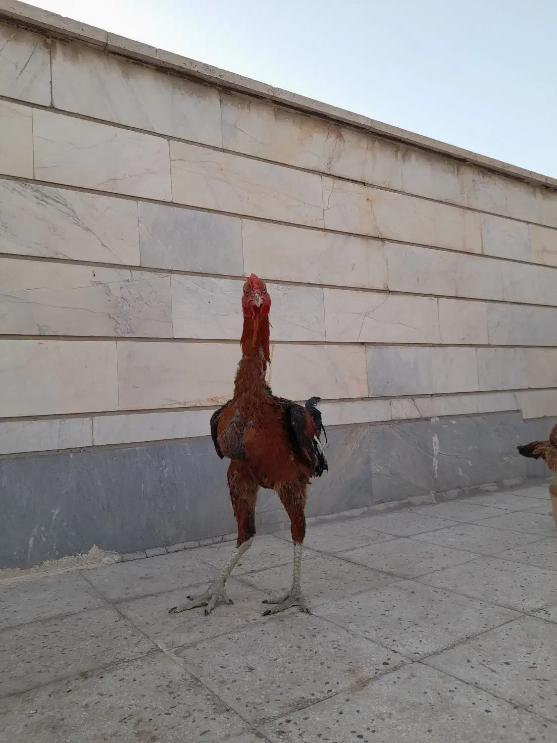 جوجه لاری ۸ ماهه|حیوانات مزرعه|ری, شهرری|دیوار